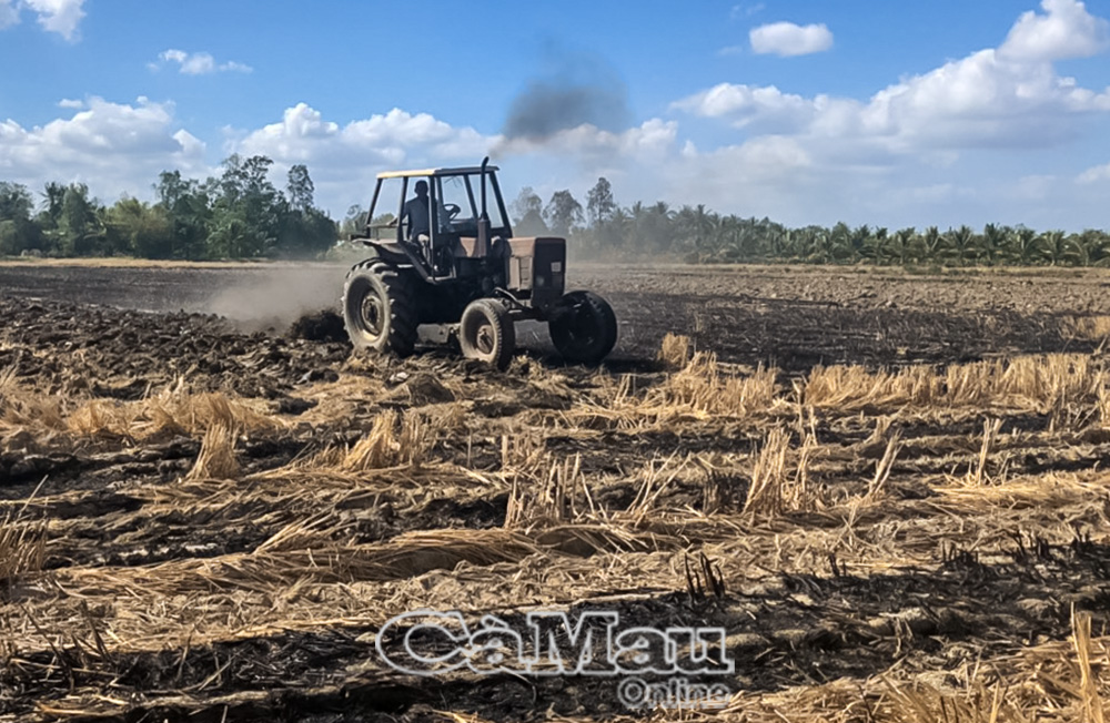 Cày xới đất trước khi chuẩn bị xuống giống vụ lúa hè thu.