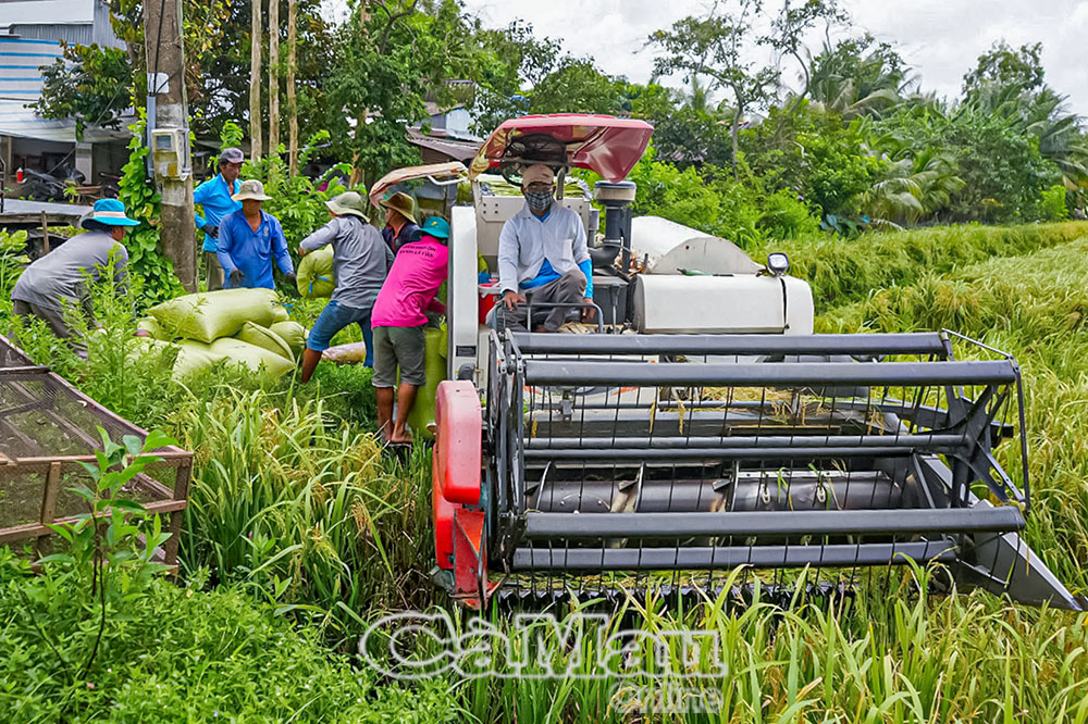 Nhờ sử dụng các phần mềm quản lý và công nghệ số, nông dân có thể canh tác hiệu quả hơn, giảm thiểu rủi ro do thiên tai và dịch bệnh.