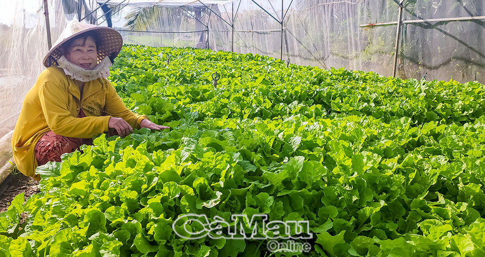 Có vốn vay ưu đãi, gia đình bà Trần Thị Lý đầu tư làm nhà lưới trồng màu, thu nhập tăng gấp 2-3 lần so với trước.