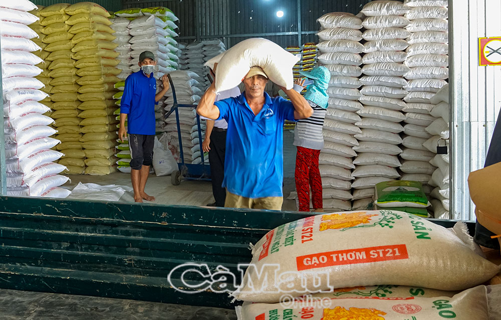 Chuẩn hoá theo tiêu chuẩn Halal, hướng đi mới cho hạt gạo Cà Mau trên thị trường quốc tế.