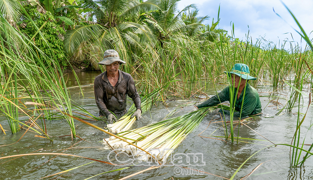Mô hình trồng bồn bồn kết hợp nuôi cá đồng mang về nguồn thu nhập hàng trăm triệu đồng mỗi năm cho thành viên HTX.