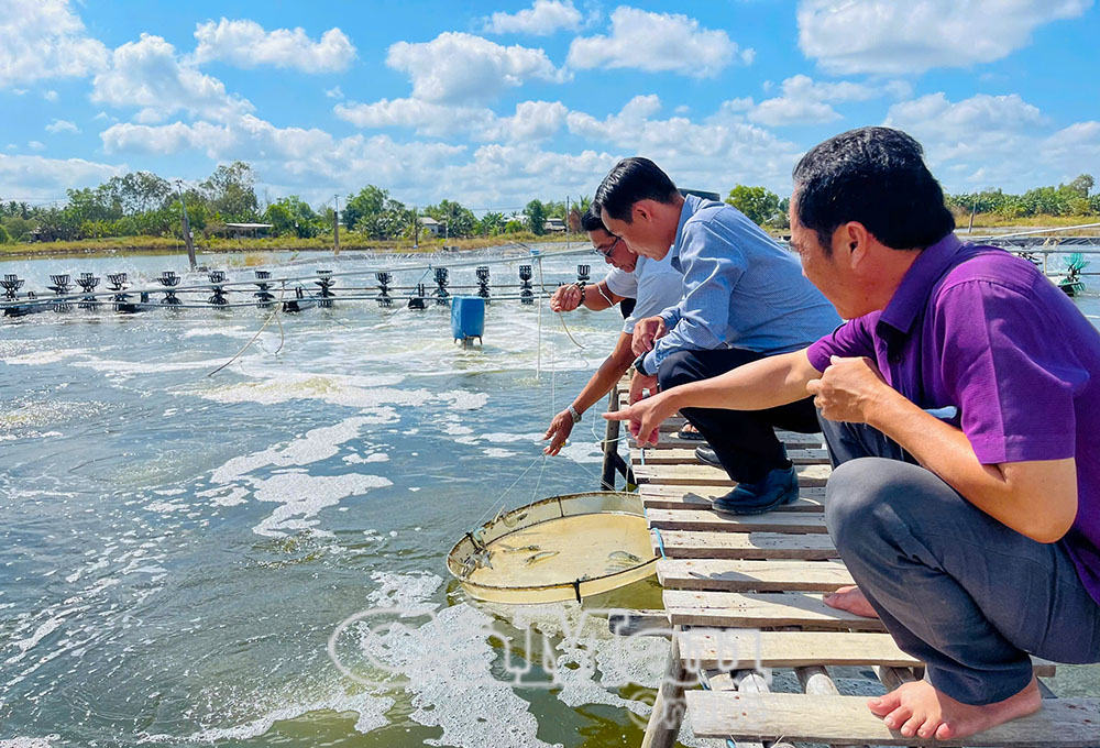 Mô hình nuôi tôm siêu thâm canh mang lại thu nhập cao cho nông dân Định Bình.