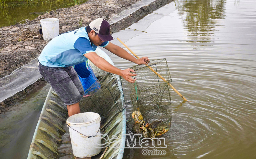 Ngoài nuôi tôm 2 giai đoạn, người dân thả thêm cua cũng đạt năng suất.