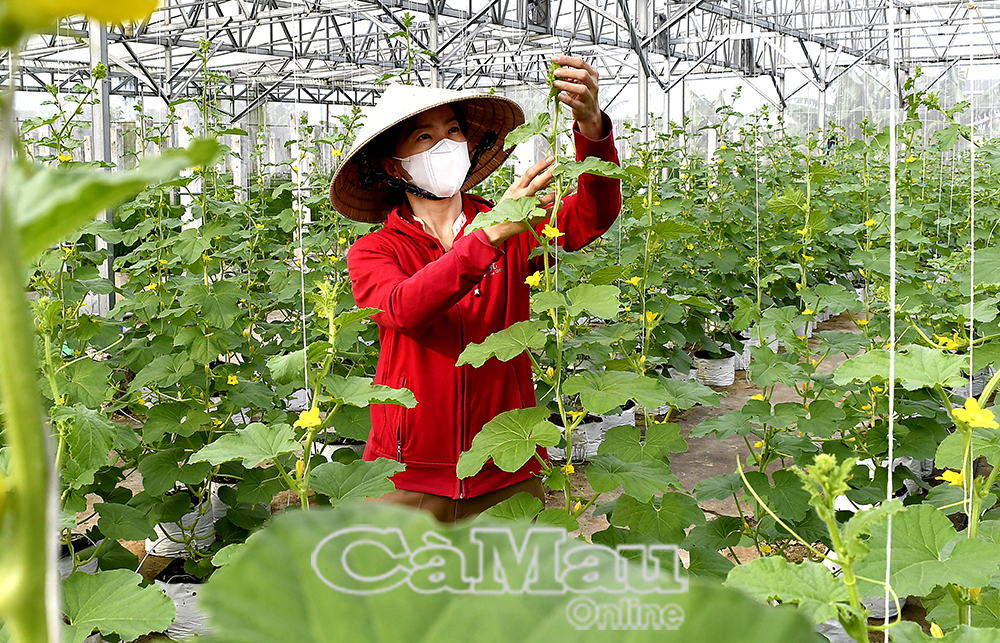 Đẩy mạnh nghiên cứu, ứng dụng, chuyển giao khoa học, công nghệ, chuyển đổi số vào hoạt động sản xuất nông nghiệp, nhằm nâng cao chất lượng giống cây trồng, vật nuôi.