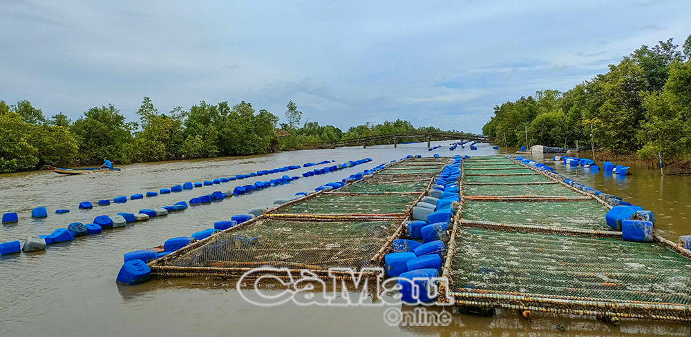 Mô hình nuôi hàu mang lại thu nhập cao cho gia đình anh Nguyễn Ngọc Trường, ấp Chà Là, đồng thời góp phần giải quyết việc làm cho khoảng 7-10 lao động tại địa phương.