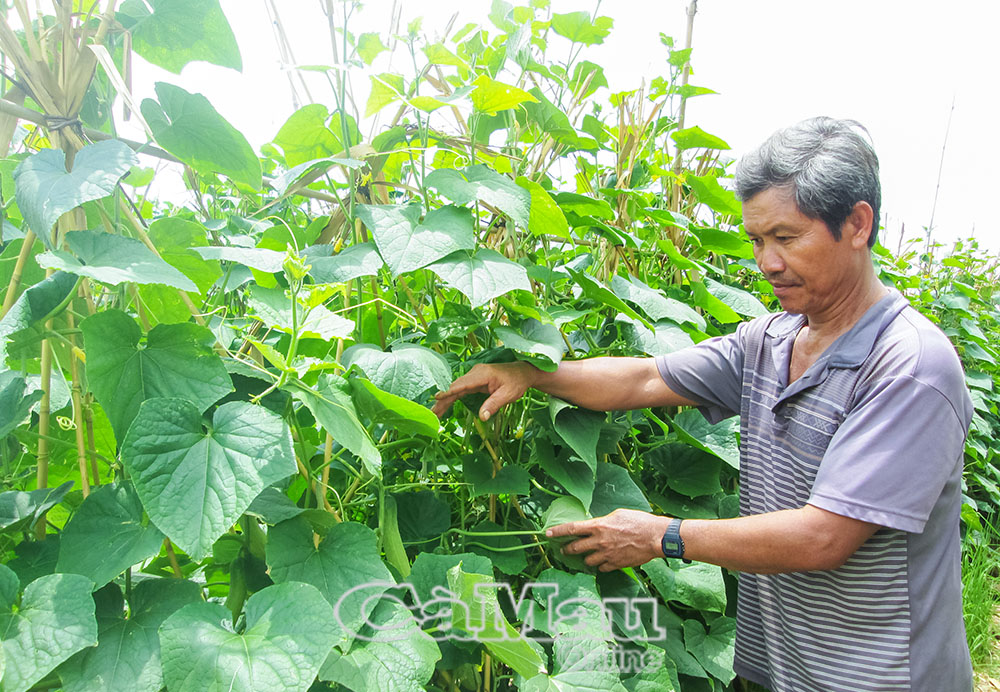 Nhờ được hướng dẫn kỹ thuật nên đồng bào dân tộc Khmer thực hiện mô hình trồng màu hiệu quả, tăng thu nhập, phát triển kinh tế gia đình.