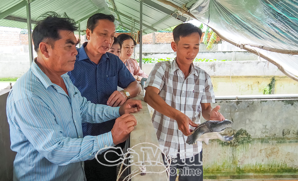 Mô hình nuôi cua đinh, chồn hương thương phẩm, mang lại thu nhập trên 300 triệu đồng/năm của ông Hà Việt Thắng (bìa trái), ấp Thuận Lợi B, xã Tân Thuận, huyện Ðầm Dơi.