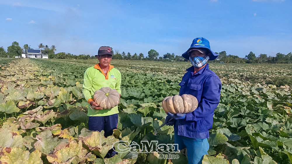 Mỗi năm ruộng bí của ông Minh (bên trái) cho thu nhập vài trăm triệu đồng, gấp đôi thu nhập từ trồng lúa. (Ảnh địa phương cung cấp).