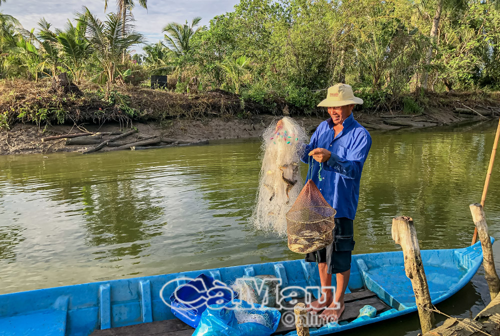 Giăng lưới từ khuya đến sáng là được vài ký cá chốt.
