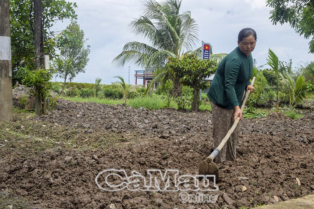 Hơn 10 năm qua, cứ luân phiên, hết vụ là chị Nguyễn Kim Kiên lại lên giồng trồng thêm nhiều vụ hoa màu mới. 