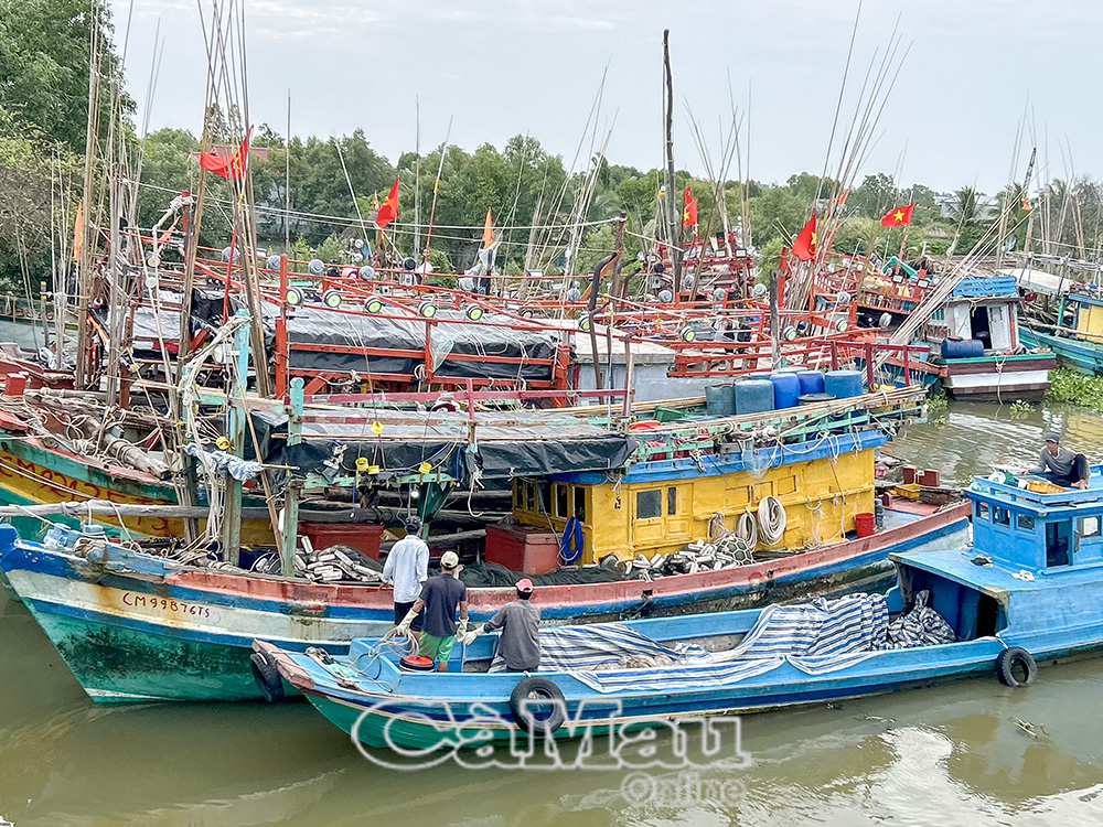 Nghề khai thác biển hằng năm mang về khoảng 230 ngàn tấn thuỷ sản các loại, góp phần quan trọng phát triển kinh tế - xã hội của tỉnh.