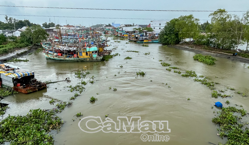 Chủ tịch UBND tỉnh chỉ đạo Bộ Chỉ huy Bộ đội Biên phòng tỉnh chủ trì, phối hợp với các sở, ngành, địa phương, đơn vị có liên quan quản lý chặt chẽ các phương tiện ra, vào cửa biển.