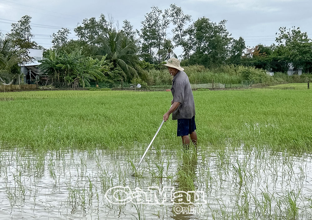 Ông Lê Thanh Mộng cho biết, phải mất khoảng 10 ngày mới có thể giặm xong 4.000 m2 lúa hè thu bị thiệt hại.