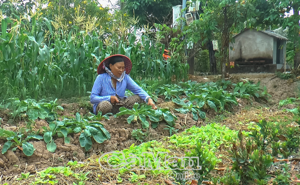 Bà Lê Thị Ðẹp thu nhập ổn định vài triệu đồng mỗi tháng từ trồng rau và cây ăn trái.