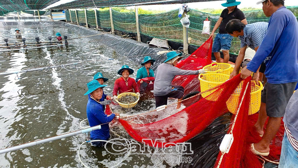 Con tôm góp phần quan trọng tăng kim ngạch xuất khẩu cho quốc gia.
