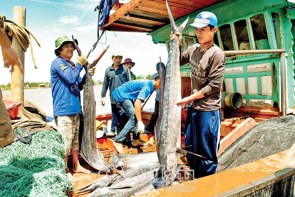 Ngư dân Bạc Liêu trúng mùa biển.