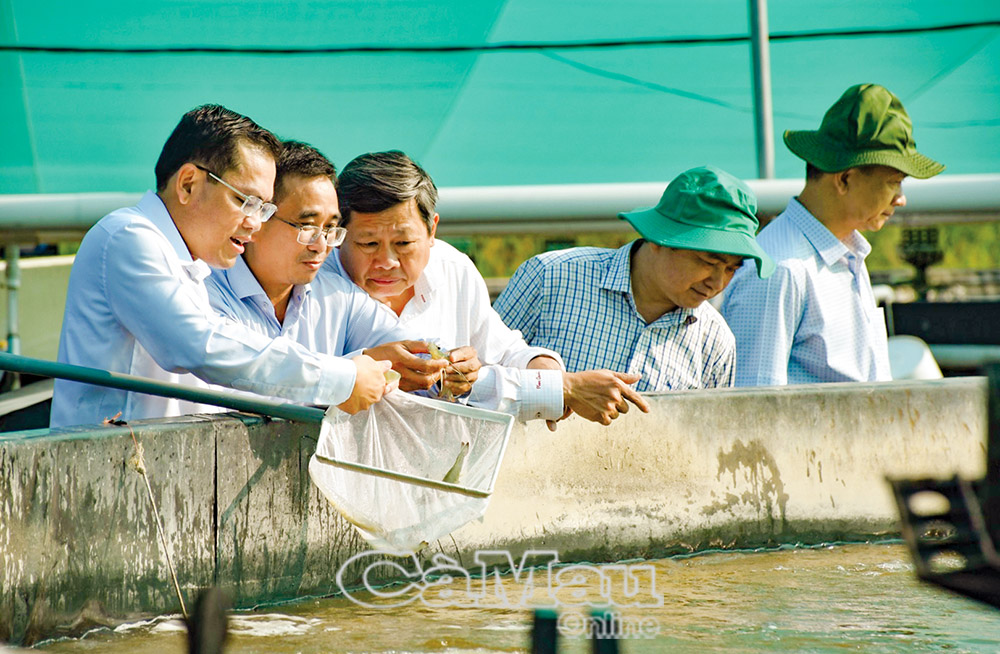 Nghề sản xuất tôm giống đang được các doanh nghiệp quan tâm đầu tư mở rộng cả quy mô và diện tích.