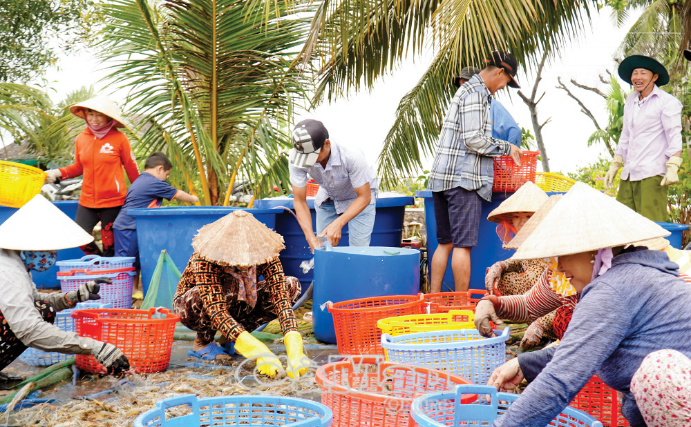 Thu hoạch tôm càng xanh.