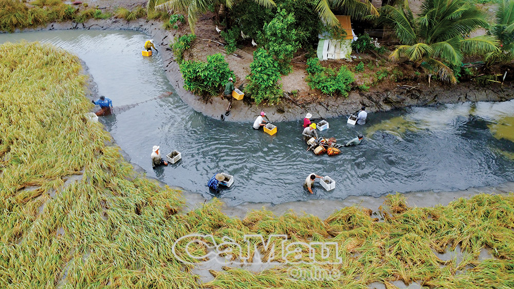 Mô hình nuôi tôm càng xanh trên ruộng lúa đang được nhiều nông dân quan tâm.