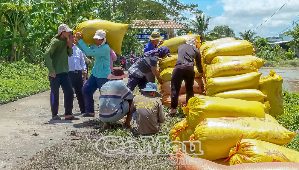 Nông dân thu hoạch lúa hè thu 2025.
