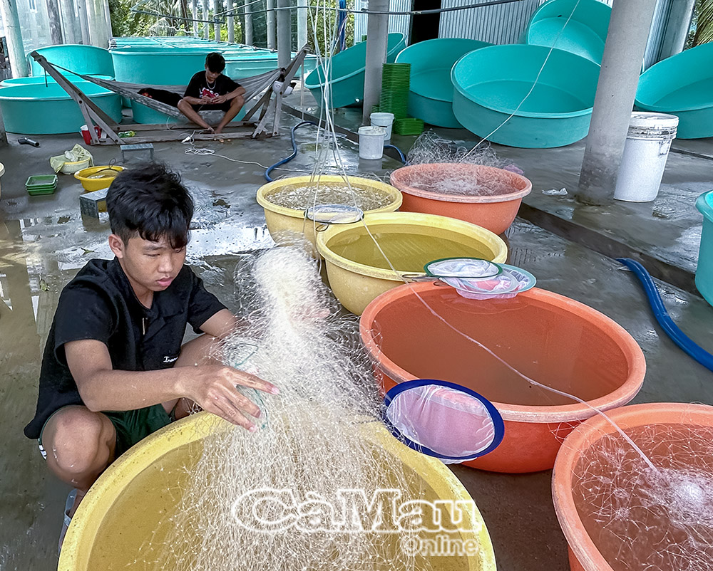 Cua biển là loại vật nuôi giúp người dân các xã ven biển tăng thu nhập, ổn định cuộc sống