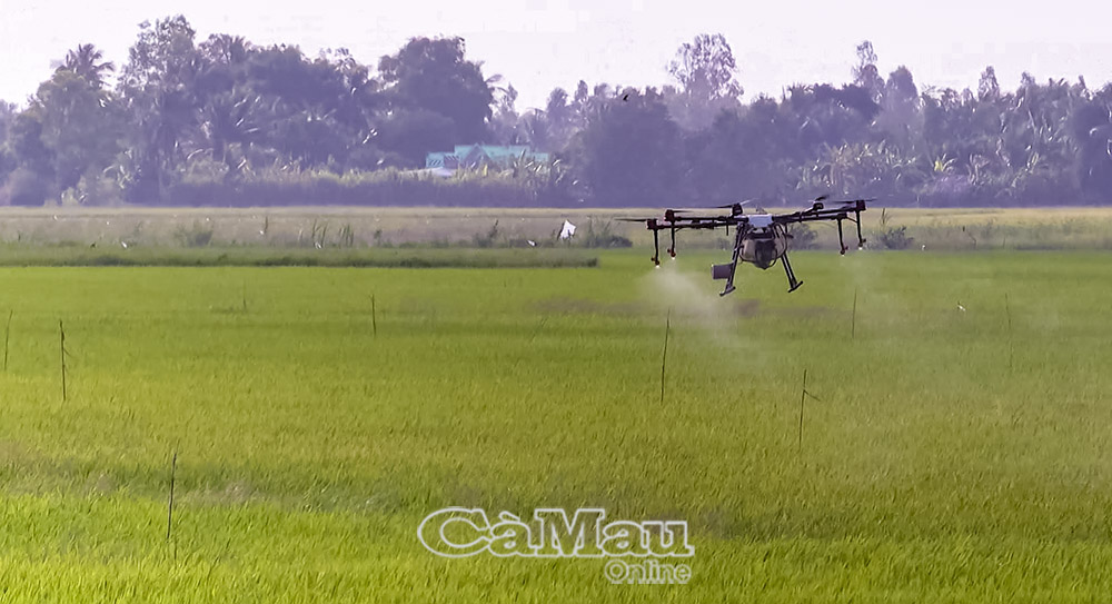 Máy bay không người lái được người dân xã Vĩnh Thanh  sử dụng để phun thuốc bảo vệ thực vật.
