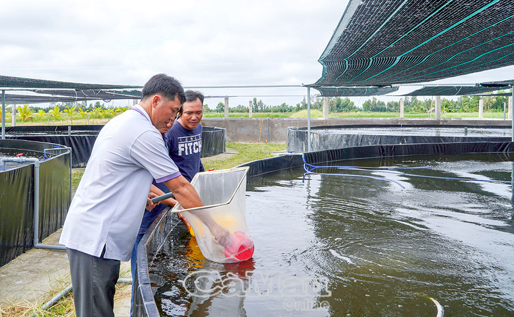 HTX Nông nghiệp Thuỷ sản và Dịch vụ Ba Đình, ấp Cầu Đỏ, xã Vĩnh Lộc hiện có nhiều sản phẩm đặc trưng, đầu ra ổn định