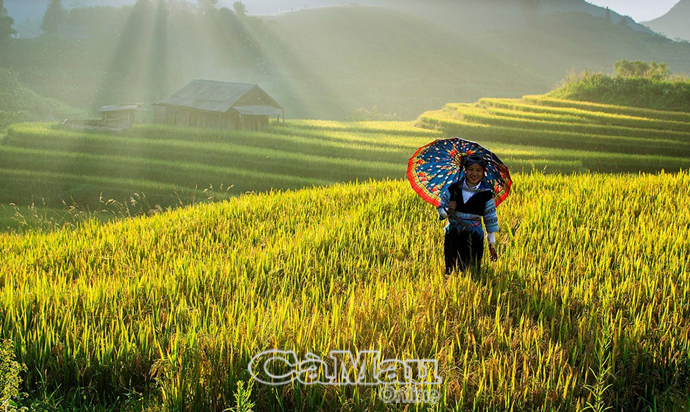 Thiếu nữ dân tộc Mông vùng cao Y Tý thăm lúa trước mùa gặt.