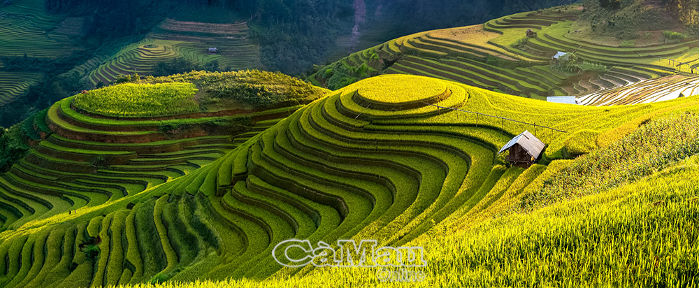 Ruộng bậc thang Mù Cang Chải như mâm xôi vàng khổng lồ, nằm trong Top 4 ruộng bậc thang đẹp nhất vùng Tây Bắc được công nhận là “Di sản quốc gia”. Ảnh: Phạm Ngọc Bằng