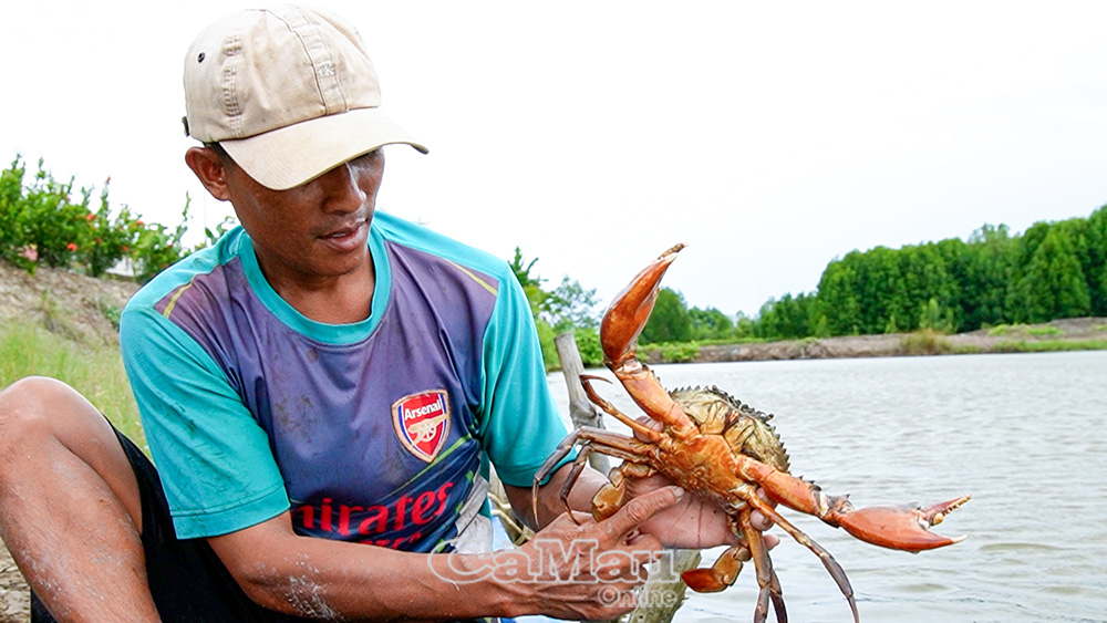 Tỉnh Cà Mau sẽ phối hợp với Công ty TNHH Giám định và Chứng nhận CCIC xây dựng trung tâm chứng nhận ngay tại địa phương, mở ra cơ hội “vàng” để cua Cà Mau “vươn ra biển lớn”.