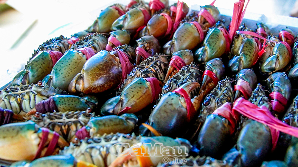 Với sản lượng đứng đầu cả nước, cua Cà Mau sẵn sàng vươn ra biển.