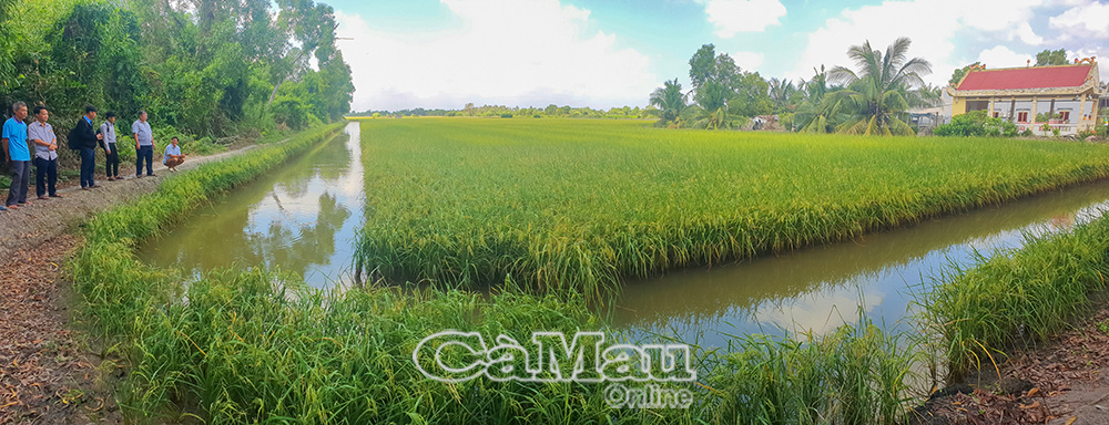 Mô hình luân canh tôm - lúa giúp người dân vùng chuyển đổi xã Ninh Thạnh Lợi nâng cao thu nhập.