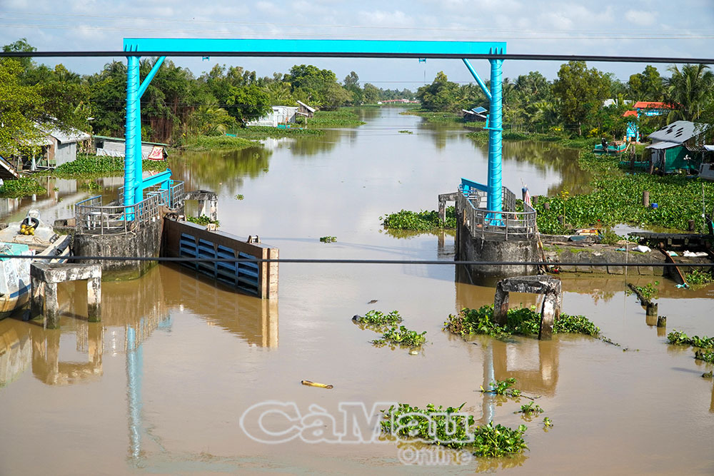 Hệ thống cống và trạm bơm trên tuyến Tắc Thủ - Sông Ðốc góp phần quan trọng bảo vệ vùng ngọt cũng như tiêu úng xổ phèn, giúp sản xuất hiệu quả hơn.