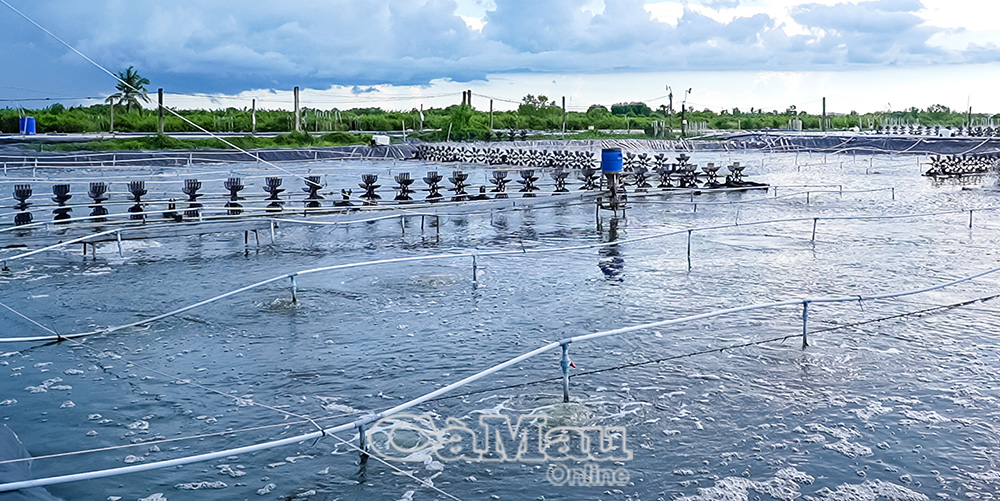 Mô hình nuôi siêu thâm canh RAS-IMTA 