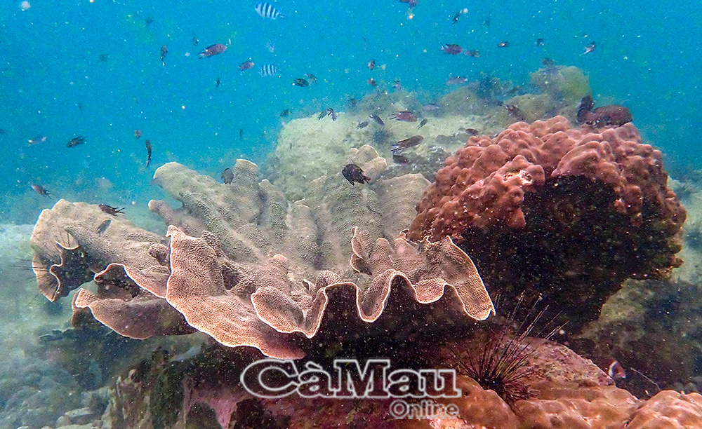 Khu vực biển quanh đảo Hòn Chuối, thuộc Khu Bảo tồn biển tỉnh Cà Mau có vai trò quan trọng trong bảo vệ đa dạng sinh học, phục hồi nguồn lợi thuỷ sản.