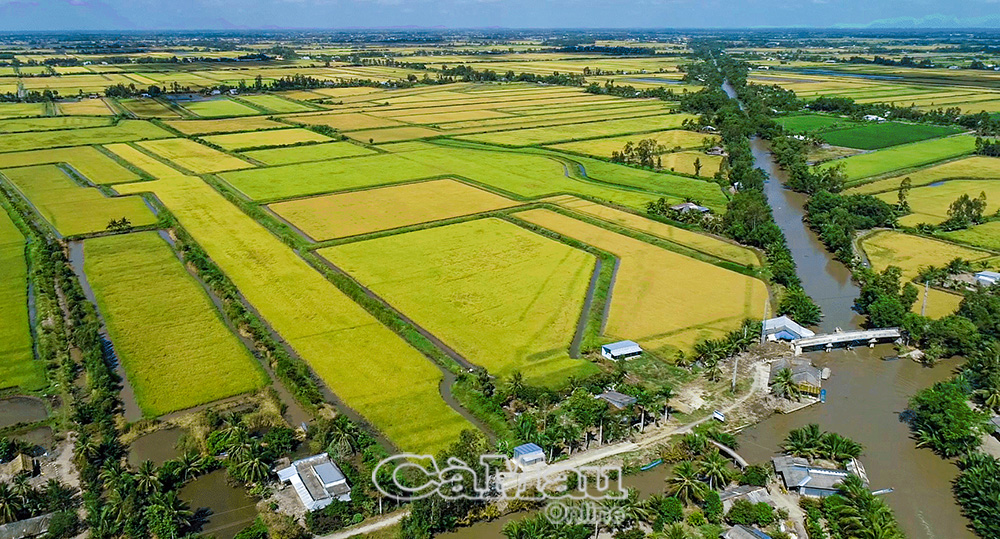 Mô hình tôm - lúa được xem là giải pháp thích ứng hiệu quả, bền vững với điều kiện hạn hán, xâm nhập mặn ở Cà Mau nói riêng và đồng bằng sông Cửu Long nói chung. Ảnh: THANH NHÀN