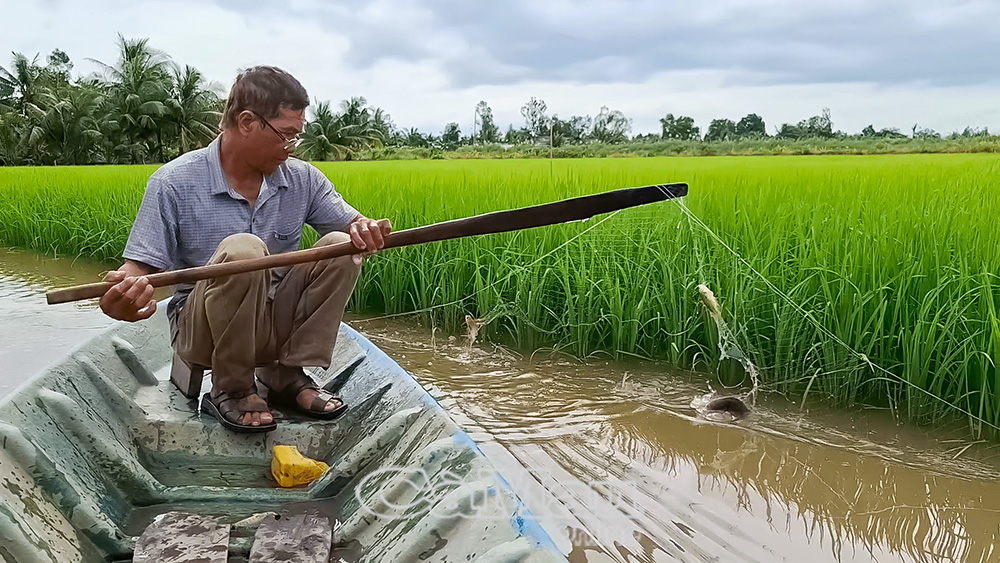 Nhờ sử dụng các giống lúa có khả năng chịu mặn tốt, mục tiêu phủ xanh vùng đất nhiễm mặn đã từng bước được hiện thực hoá tại những khu vực chịu ảnh hưởng nặng của hạn hán, xâm nhập mặn trong tỉnh. Ảnh: Thanh Nhàn