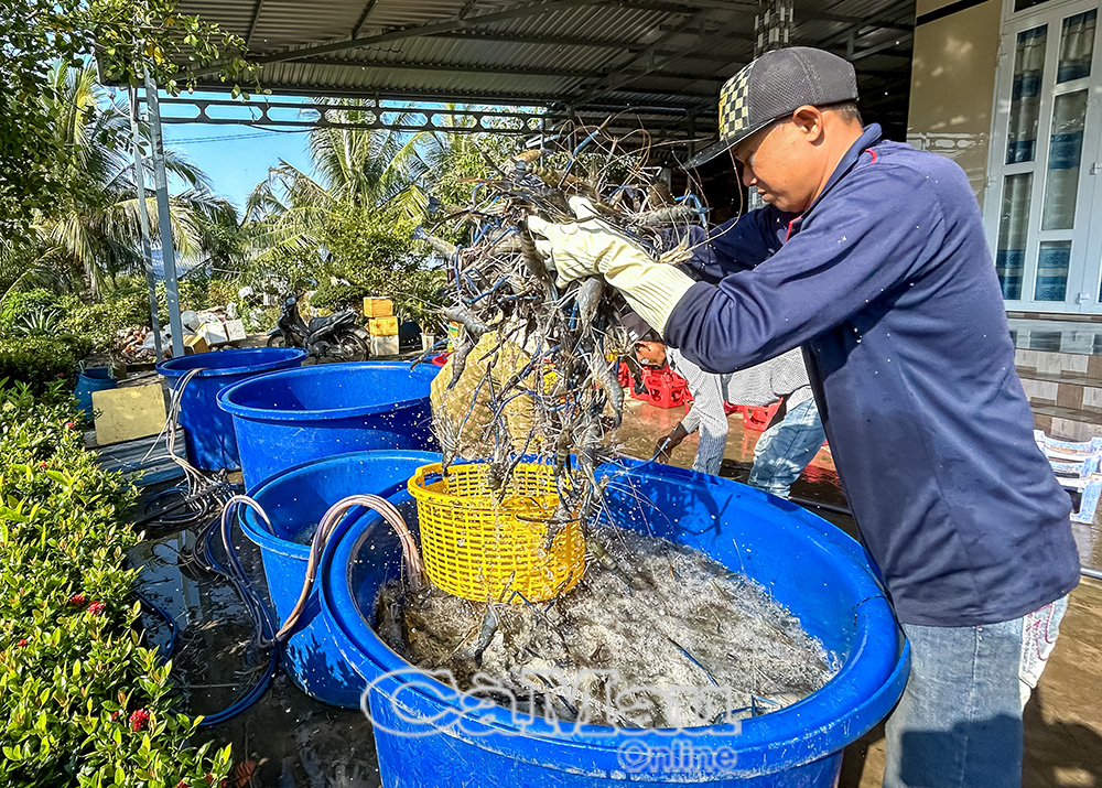 Vụ tôm càng xanh này, gia đình ông Võ Minh Quân thu hoạch hơn 40 triệu đồng.