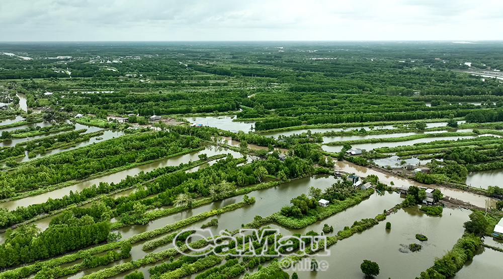 Dự án cao tốc Cà Mau - Đất Mũi, hoàn thành sẽ từng bước hình thành cực tăng trưởng mới đưa Cà Mau trở thành “lục địa cực Nam” của đất nước.
