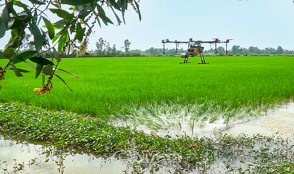 Việc sử dụng máy bay tưới phân, thuốc cho đồng ruộng ngày càng phổ biến.