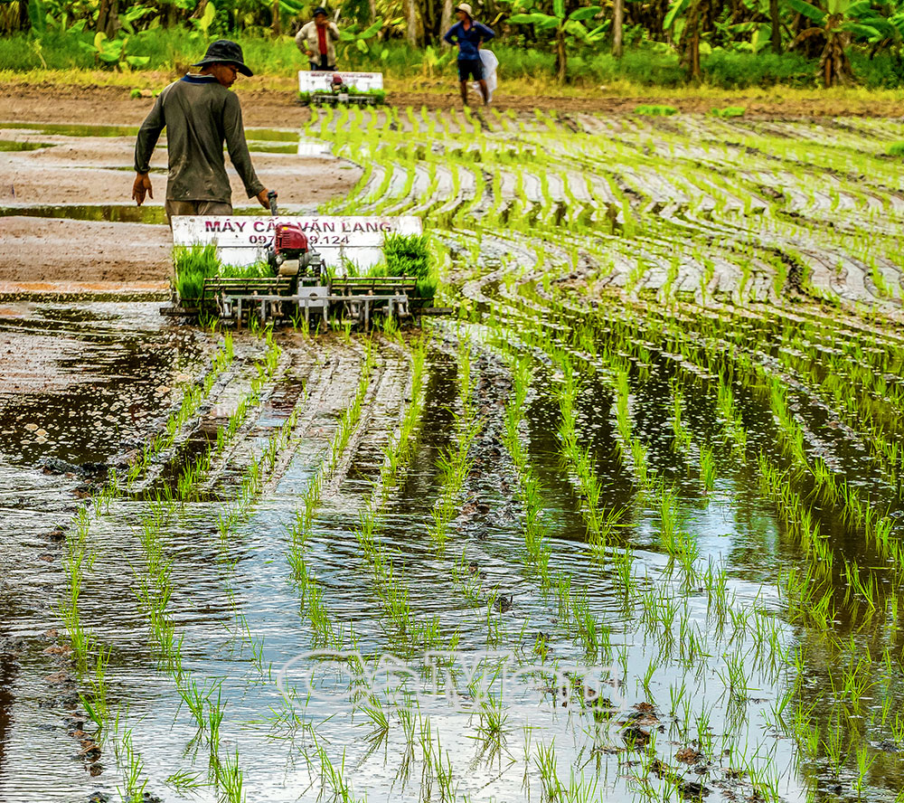 Nông dân sử dụng máy cấy lúa, tiết kiệm được sức lao động.