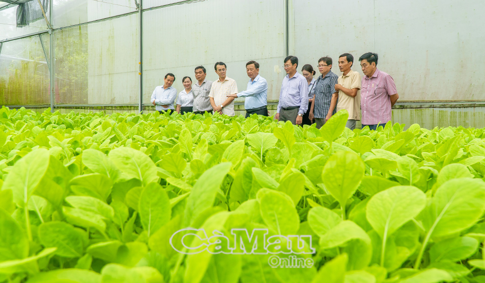 Ðồng chí Hồ Trung Việt, Uỷ viên Ban Thường vụ Tỉnh uỷ, Trưởng ban Tuyên giáo và Dân vận Tỉnh uỷ (giữa), cùng đoàn cán bộ tham quan mô hình trồng rau sạch trong nhà lưới của nông dân phường An Xuyên.