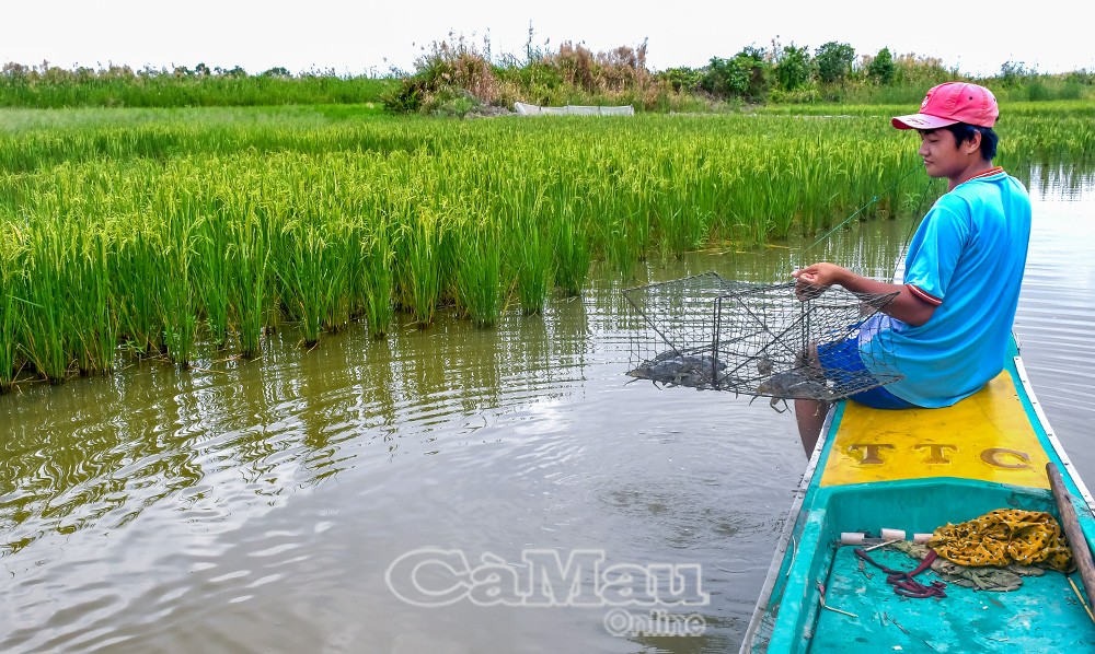 Cánh đồng lúa - tôm xanh mướt ở Xã Nguyễn Phích. Ảnh: Mộng Thường