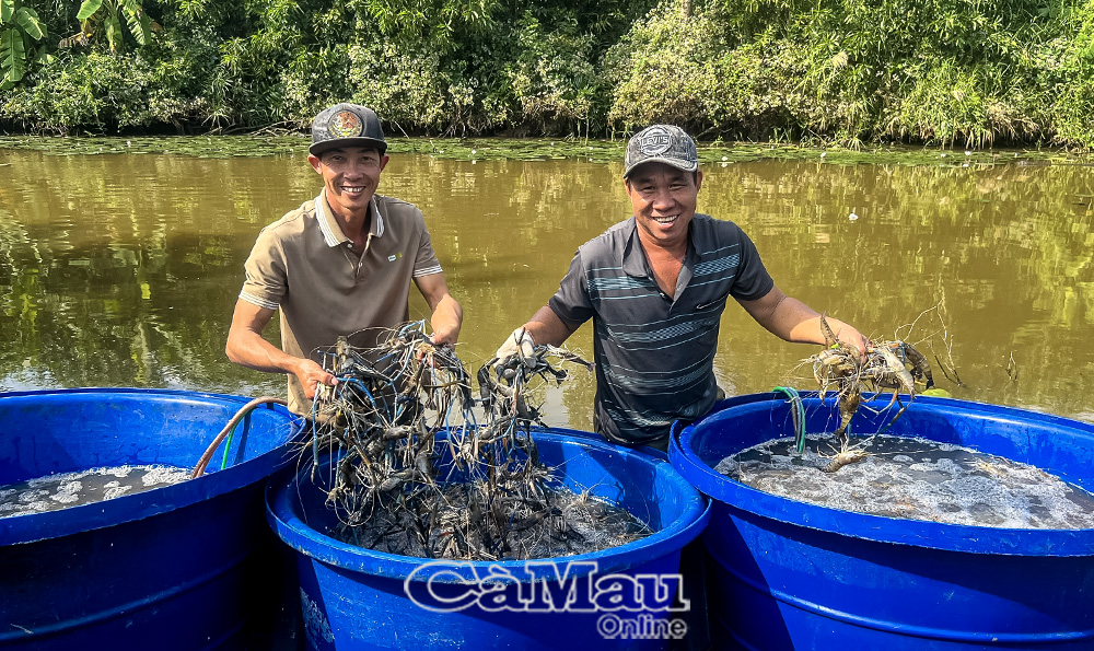 Niềm vui trúng mùa hiện rõ trên gương mặt anh Nguyễn Lê Tăng (bìa trái) và gia đình sau vụ tôm càng xanh. Ảnh: Trúc Linh