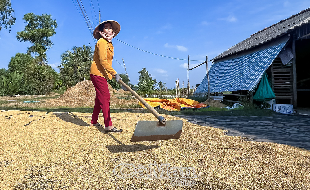 Những hạt lúa vàng phơi đầy sân, sau mùa vụ bội thu. Ảnh: Trúc Linh