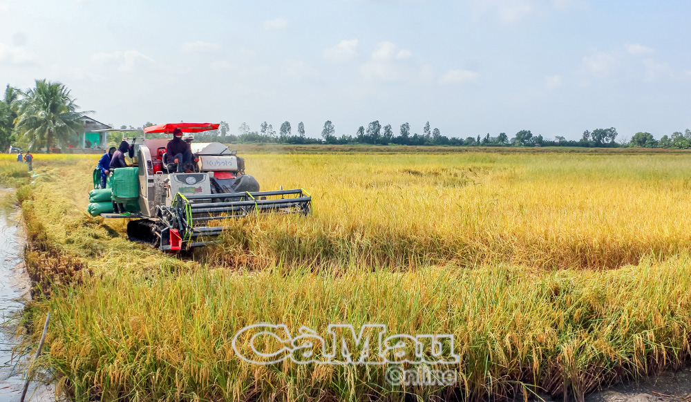 Nông dân xã Vĩnh Lộc thu hoạch vụ lúa trên đất tôm.