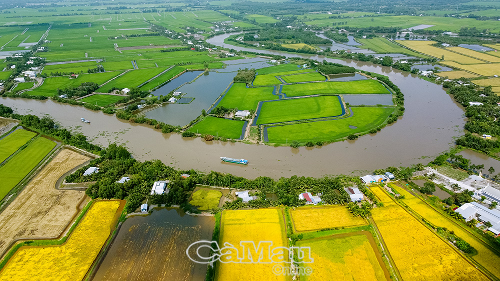 Vĩnh Lộc mở rộng diện tích lúa hữu cơ năm 2026, nâng cao giá trị sản phẩm.