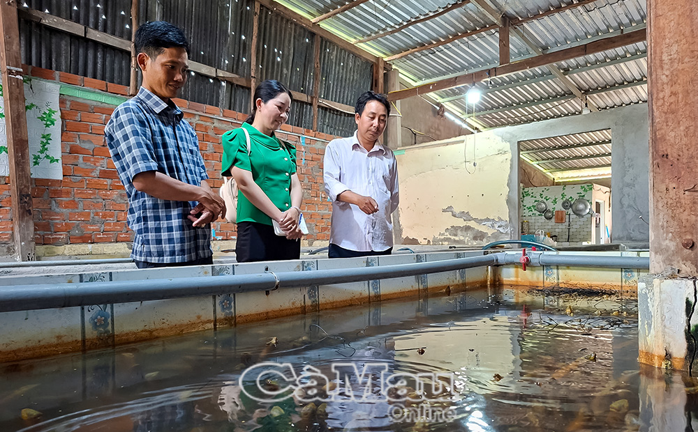 Anh Lưu Văn Náo (bìa trái) giới thiệu mô hình nuôi lươn không bùn.