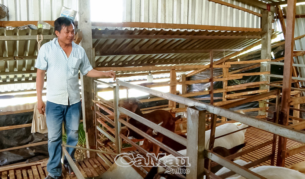 Mô hình nuôi dê của gia đình chị Ngọc được thực hiện theo quy trình khép kín, mang lại hiệu quả cao. Ảnh: Ngọc Quyên