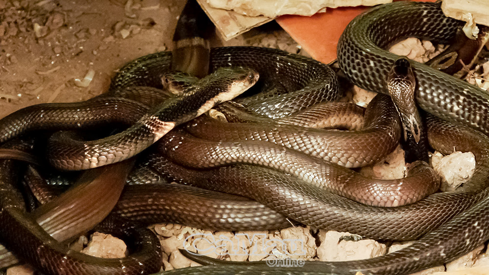 Sau khoảng một năm rưỡi nuôi, rắn đạt trọng lượng trên 1,5 kg có thể xuất bán. 